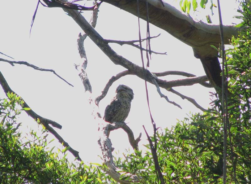 Tawny Frogmouth
